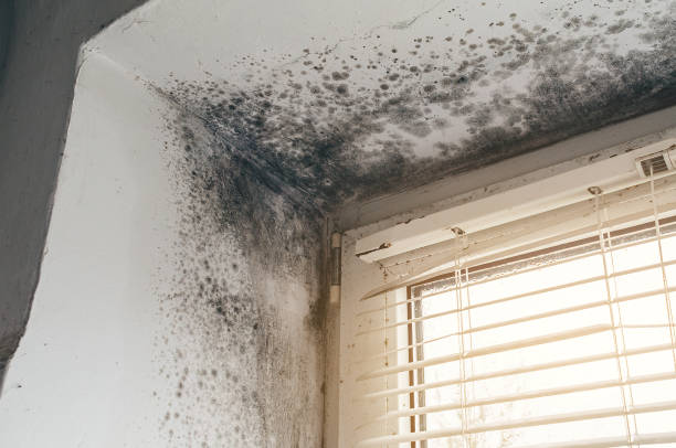 Affordable Hvac And Air Duct Mold Remediation solutions in Parksley, VA